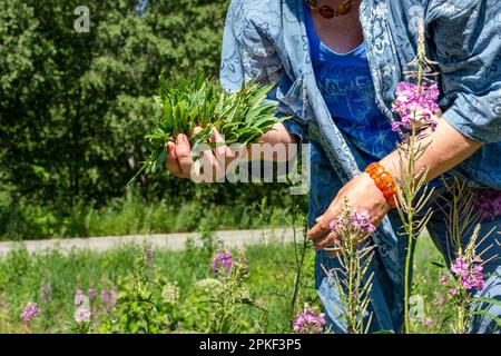 Eine ältere Frau auf dem Feld sammelt die Blätter von Ivan-Tee zur Gärung. Sammlung von Heilkräutern Stockfoto