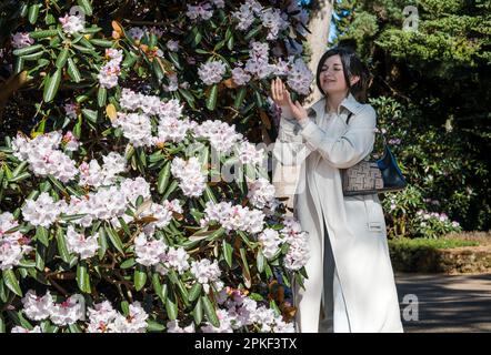 Royal Botanic Garden, Edinburgh, Schottland, Großbritannien, 7. April 2023. Wetter im Vereinigten Königreich: Frühlingsblüte: Der herrliche Sonnenschein am Karfreitag bringt viele Besucher in die Botanik, mit einer Frau, die die Azalea-Blumen bewundert. Kredit: Sally Anderson/Alamy Live News Stockfoto