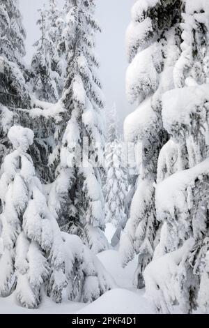 WA24188-00....WASHINGTON - schneebedeckte Bäume in den Cascade Mountains. Stockfoto