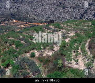 VALLE DE PLANES-CULTIVO DE ALMENDROS EN TERRAZAS - FOTO AÑOS 00. Lage: AUSSEN. PROVINZ. Alicante. SPANIEN. Stockfoto