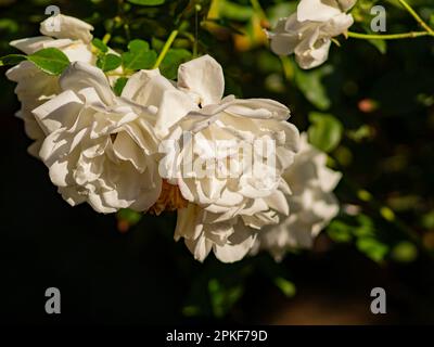 Nahaufnahme der weißen Rosenblüte in Los Angeles, Kalifornien Stockfoto