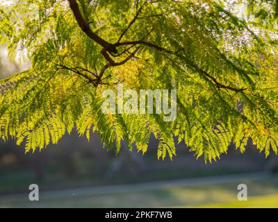 Nahaufnahme von Blue Jacaranda in Los Angeles, Kalifornien Stockfoto