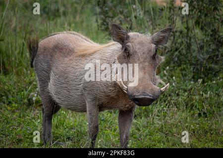 Warthog, afrikanisches Wildschwein in der Savanne in Afrika, im Nationalpark für Tierschutz Stockfoto