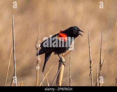 Ein männlicher Rotflügelbarsch (Agelaius phoeniceus), der sein Frühlingslied nennt, thront auf einem Zweig entlang eines Feuchtgebiets von Colorado. Stockfoto
