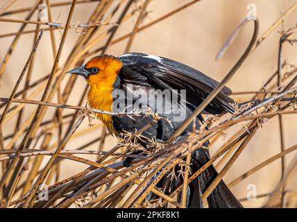 Männlicher gelbköpfiger Blackbird, der in einer dichten Vegetation in der Nähe eines Feuchtgebiets in Colorado sitzt und Brutgefieder zeigt. Stockfoto