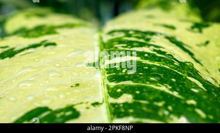 Aglonema Snow White Leaves, eine Zierpflanze, auch bekannt als Königin der Pflanzen, ausgewählter Fokus. Natürlicher Hintergrund. Stockfoto