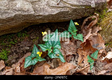 Winzige Pflanze mit gelben violetten Blumen und Hastatenblättern, die in der Mitte von Tennessee auf dem Waldboden neben den Felsen von fa wächst Stockfoto