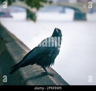 Eine Aaskrähe hoch oben an der Mauer der Themse in London, Großbritannien, aus nächster Nähe. Stockfoto