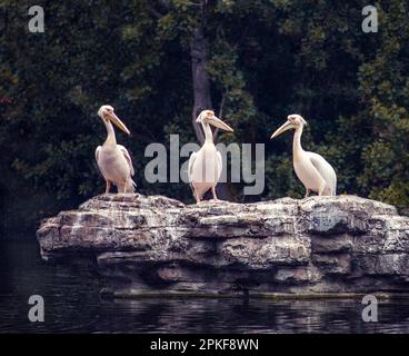 Drei Pelikane auf einem Felsen in der Mitte eines Sees im St. James Park in London. Stockfoto