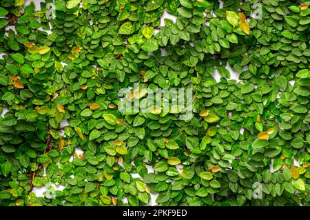 Daun Dolar Rambat, Dollarkreeber (Ficus pumila), eine Rebenart aus der Gattung Ficus Stockfoto