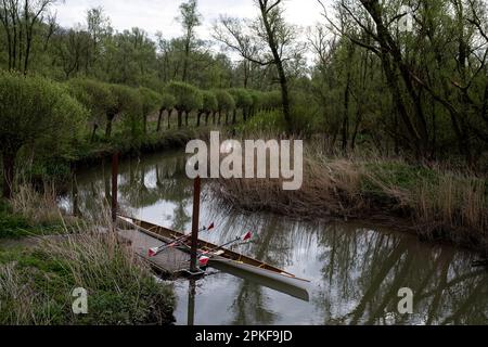 Niederlande, Dordrecht am 2022. 04. 12. Bericht über den Nationalpark De Biesbosch durch seinen Ranger Staatsbosbeheer. De Biesbosch-Nationalpark, ON Stockfoto