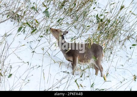 Sika-Hirsch (Cervus nippon) aus dem Shiretoko-Nationalpark, Hokkaido, Japan. Stockfoto