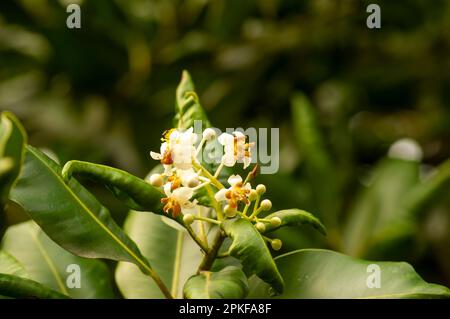 Nyamplung, Alexandrian Laurel (Calophyllum inophyllum) Blüten blühen Stockfoto