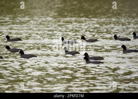 Eurasische Kühe im Wasser ( Fulica ATRA ). Stockfoto