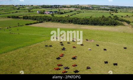 Kühe auf einem eingezäunten Feld, warmes Sommerwetter. Grüne Felder, Draufsicht. Malerische landwirtschaftliche Landschaft. Grünes Grasfeld Stockfoto