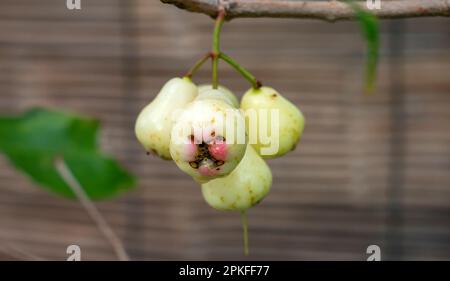 Junge Wasseräpfel Früchte (Syzygium aqueum) auf seinem Baum, bekannt als Rosenäpfel oder wässrige Rosenäpfel Stockfoto