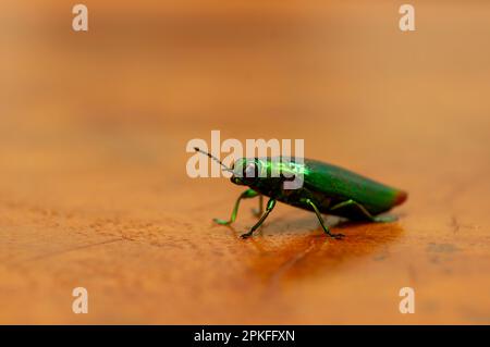 Nahaufnahme des Juwelenkäfers (Chrysochroa fulminans), flacher Fokus Stockfoto