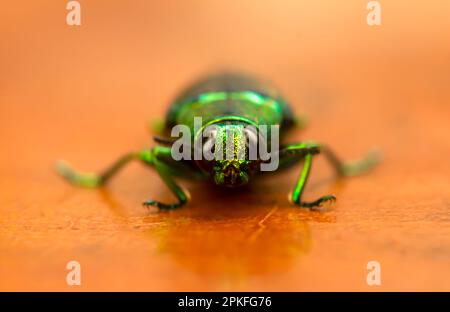 Nahaufnahme des Juwelenkäfers (Chrysochroa fulminans), flacher Fokus Stockfoto