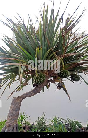 Pandanus utilis Bory – gewöhnlicher Schraubenbaum und Obst, Lanzarote, Spanien. Februar/März 2023. Stockfoto