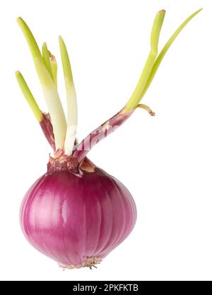 Zwiebelknolle, die mit frischen jungen Sprossen oder Sprossen wächst, organisches Gemüse, isoliert auf weißem Hintergrund Stockfoto