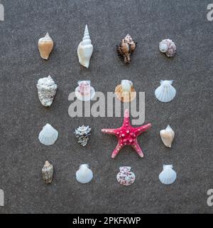 Seesterne und Muscheln in Reihen auf dem Sand Stockfoto