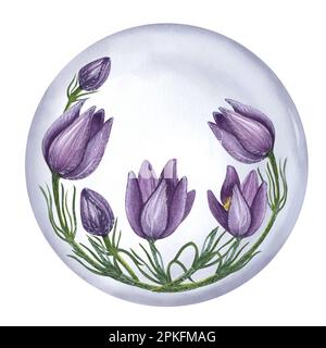 Wilde Blume, violette Pulsatilla, östlicher Pasqueflower, Prärie Crocus, Cutleaf-Anemone, Felsenlilie. In der Kugel. Aquarelldarstellung isoliert auf Stockfoto