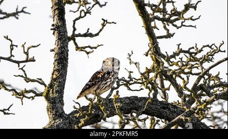 Eine kleine Eule oder Eule von Athena/Minerva ( Athene noctua ), die in einem alten Apfelbaum sitzt und in die Kamera schaut Stockfoto