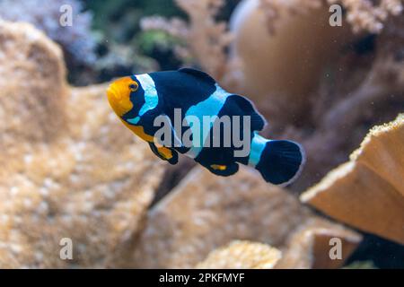 Schwarzer und weißer Clownfisch (Percula-Clownfisch, Clownfisch, Anemonfische) Stockfoto