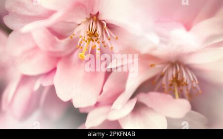 Dreamy Cherry Blossoms Nahaufnahme, eine Makroaufnahme von blassrosa Frühlingsblumen Stockfoto