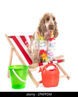 English Cocker Spaniel vor weißem Hintergrund Stockfoto