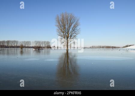 Ruhig und starr... Eiszeit am Niederrhein, Deutschland ( Winterflut 2020/2021 ), einsamer stehender Baum inmitten eines breiten Eis- und Frostlands Stockfoto