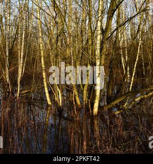 Moorbirken... Rhein-Hochwassergebiet ( Niederrhein ) Überschwemmter Wald von Krefelder Spey Stockfoto