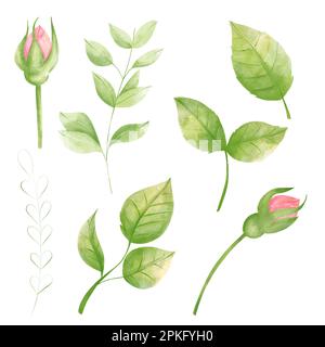 Setzen Sie rosengrüne Blätter auf weißem Hintergrund mit Blumenmuster. Handgezeichnete botanische Aquarellmalerei. Stockfoto