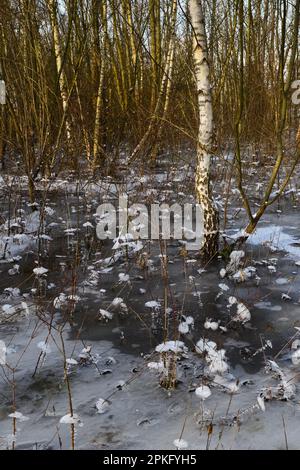 Eiszeit im Wald... Krefelder Spey ( Winterflut 2020/2021 ), kam zuerst das Hochwasser, dann der Frost, eiskalt Stockfoto