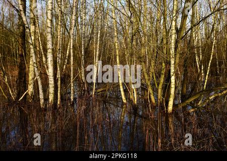 Moorbirken... Rhein-Hochwassergebiet ( Niederrhein ) Überschwemmter Wald von Krefelder Spey Stockfoto