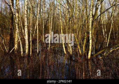 Moorbirken... Rhein-Hochwassergebiet ( Niederrhein ) Überschwemmter Wald von Krefelder Spey Stockfoto