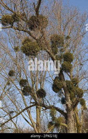 Parasiten... Weißer berisierter Mistelzweig ( Viscum Album ), niederrheinischer HartholzMistelzweig, Mistelzweig im Baum Stockfoto