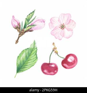 Kirschfarbenklipart, Kirschblüte isoliert auf weißem Hintergrund, Früchte. Element Aquarell und grafische botanische Abbildungen für Etiketten, Logo Stockfoto