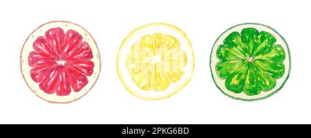 Aquarelle Grapefruit, Zitronen- und Orangenscheiben handbemalt im botanischen Stil für Feiertage, Hochzeiten, Logo und Food-Design. Tropische Zitrusfrüchte Stockfoto