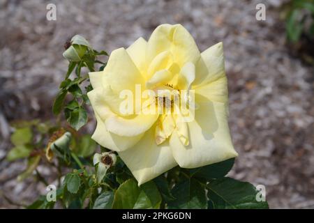 Neue Farm Park Flowers Stockfoto