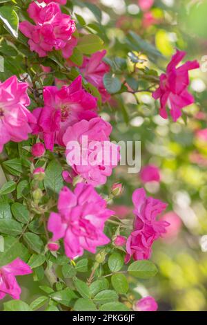 Rosa Rosen an einem sonnigen Tag in einem texanischen Garten. Stockfoto