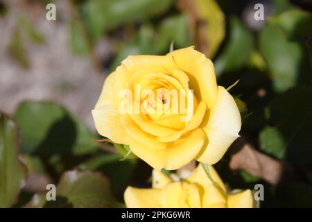 Neue Farm Park Flowers Stockfoto