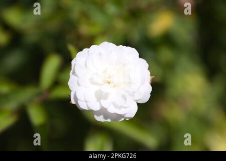 Neue Farm Park Flowers Stockfoto