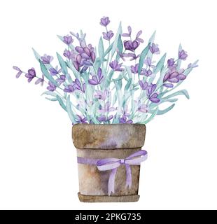 Wunderschöner lavendelfarbener provence-Strauß im Garten oder Aquarell-Illustration. Lila Blütenblüte aus Frankreich-Aquarelle-Zeichnung Stockfoto