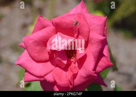 Neue Farm Park Flowers Stockfoto