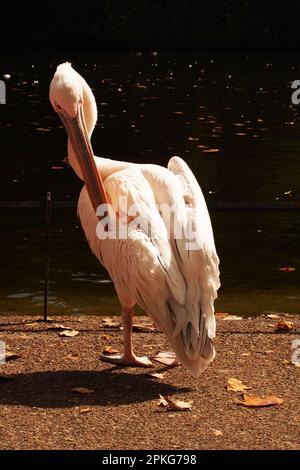 Ein Pelikan im St. James's Park, Westminster, London, England, mit langen Federn und Netzfüßen Stockfoto