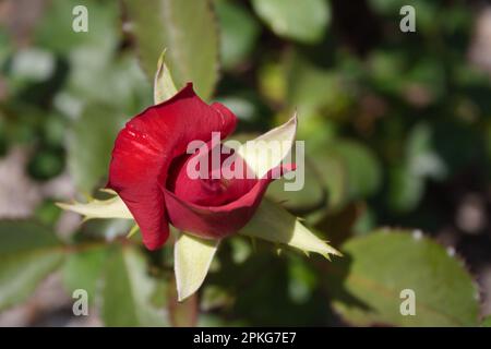 Neue Farm Park Flowers Stockfoto