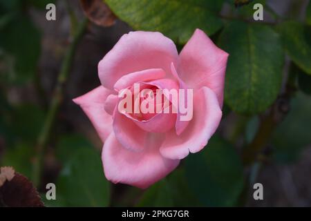 Neue Farm Park Flowers Stockfoto