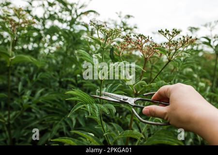 Handschnitt Blütenstand frische Pflanze Baldrian Blumen Valeriana officinalis mit Beeren. Garten Baldrian, Garten Heliotrop und all-heal Blumen in Stockfoto