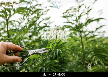 Handschnitt Blütenstand frische Pflanze Baldrian Blumen Valeriana officinalis mit Beeren. Garten Baldrian, Garten Heliotrop und all-heal Blumen in Stockfoto